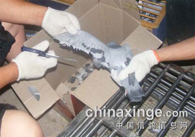 ���ɹ���Ԥ����δ���Ѹ��������(ͼ)