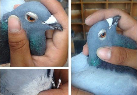 ɹɹ�ҵİ���(ͼ)