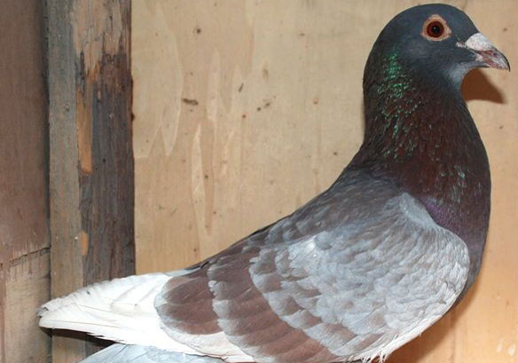 Լ�᣺��ʯ��(ͼ)