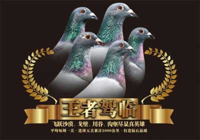 �����������빫��񽱸�20ǿ(ͼ)