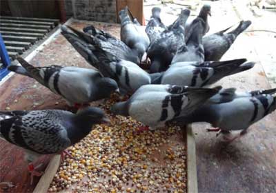 ��Զ�������90�����(ͼ)