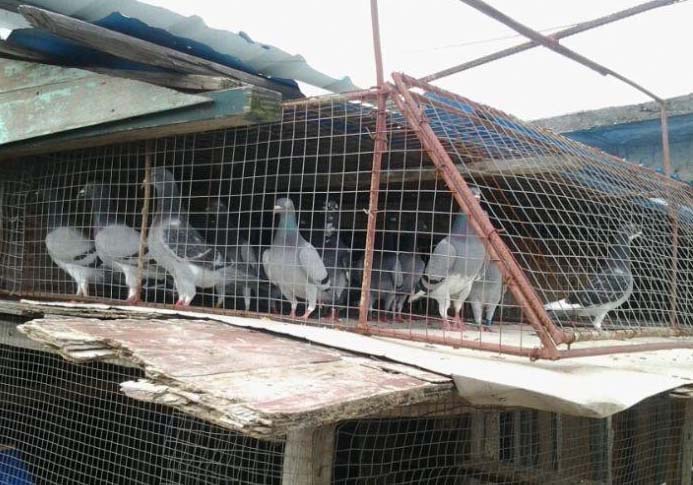 ���Խ���ª��(ͼ)