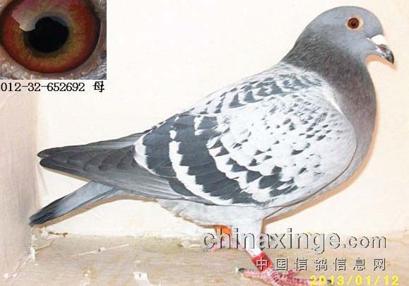 ĸ��ϰ�����Ѳ���(ͼ)