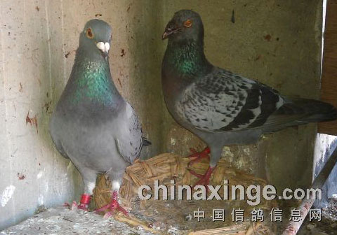 �ᳲѪս�������ָ�ƽ��(ͼ)