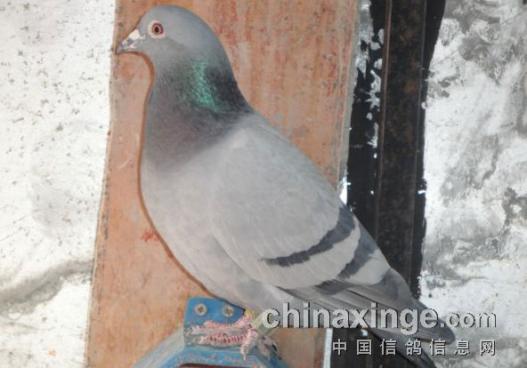 �Ҽ���ֻ���漣����(ͼ)