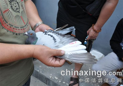 ɽ�����ɹ������ǰʮ���������(ͼ)