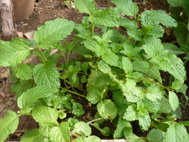 �ֵ㱡�� �������(ͼ)