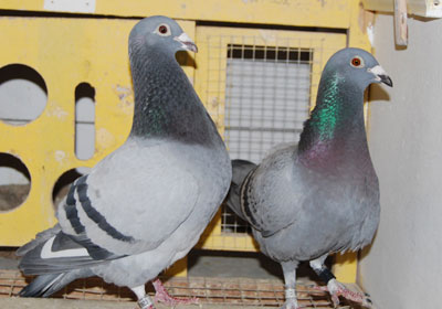 �¹�³�����׳�����������ھ�(ͼ)