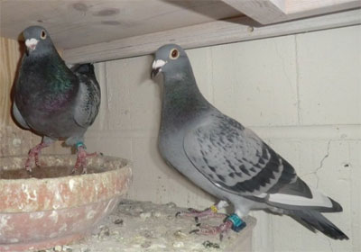 ŷ�޲��ǳ�����������ھ���¯(ͼ)