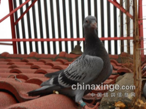 ��������еĻ����(ͼ)