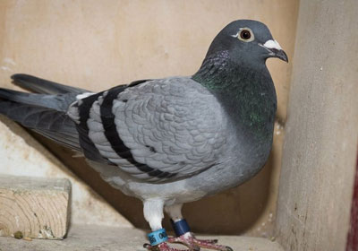 ����ʱ���¶��������ھ�(ͼ)