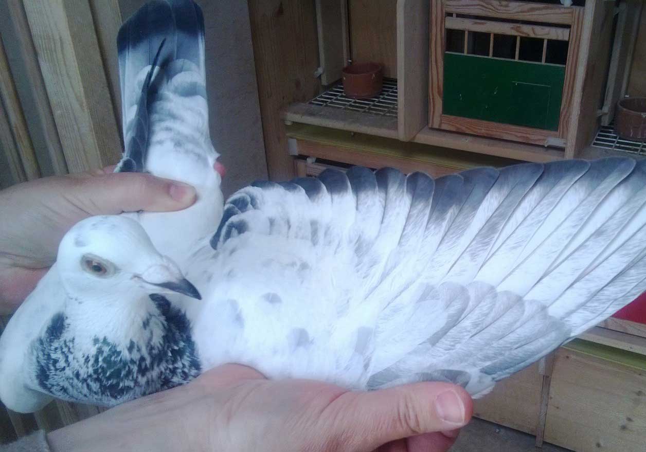 �������ɹ�����һ��뼾������(ͼ)