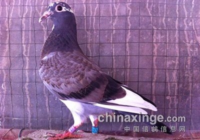 ����С�ر� һֻ����ɫ(ͼ)