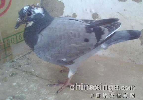 ��Ƥ�׸뱻�ĵ�ͷ��Ѫ��(ͼ)