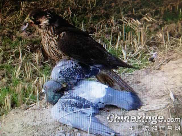 ��ԭս����սӥ(ͼ)