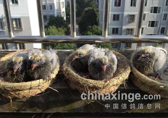 ���׸�ɹ̫��(ͼ)