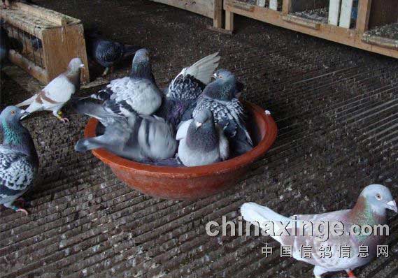 ��������ϴ�迹����(ͼ)