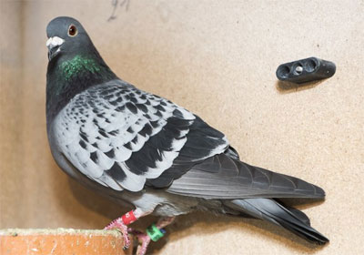 ����ʱ���а�������ھ���¯(ͼ)