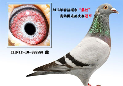 �γǶ�ʤ���ֲ�����ǰʮ������(ͼ)