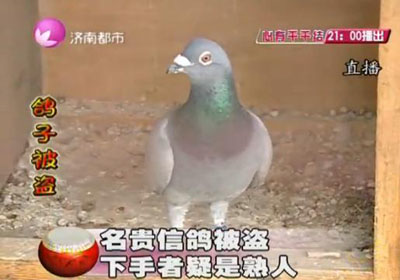 ��ֵ5��Ԫ��ʮֻ�Ÿ뱻͵