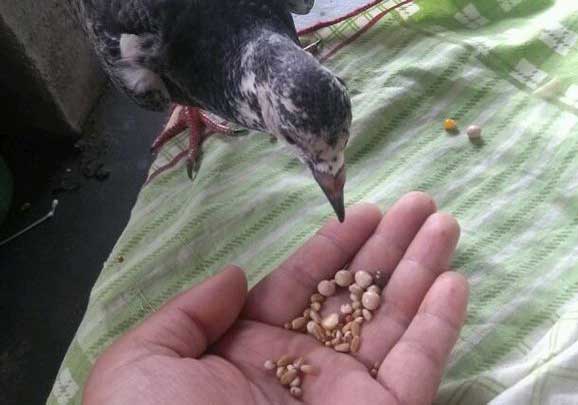 �ְ���ι��İ���(ͼ)