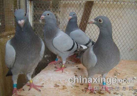 ��̭ʣ6���׸�(ͼ)