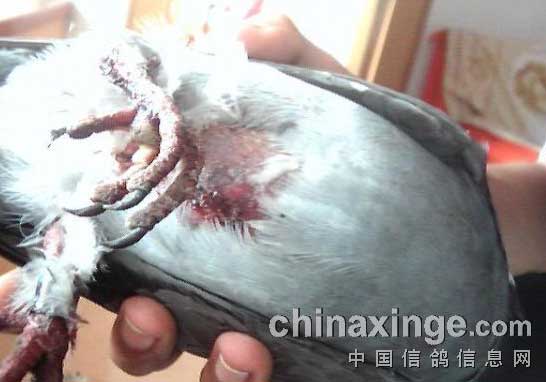 �����˵İ���(ͼ)