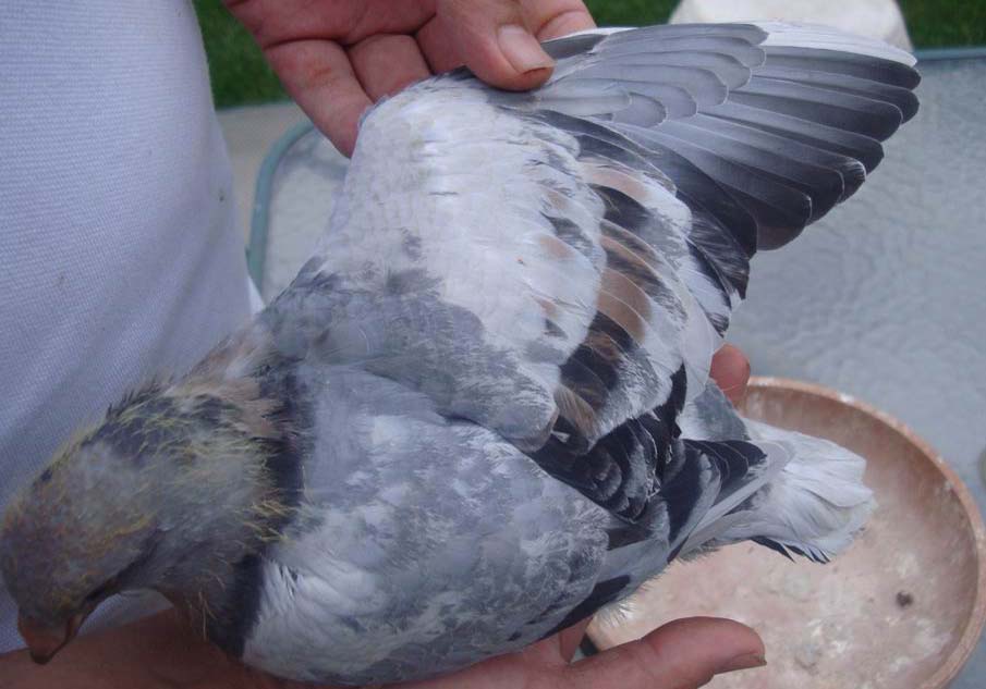 һ����� һ���(ͼ)