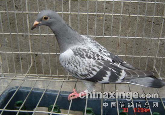 �á��ˡ��ں�ͷ