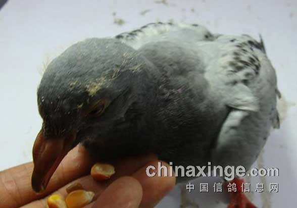 �˹������ײ���(ͼ)