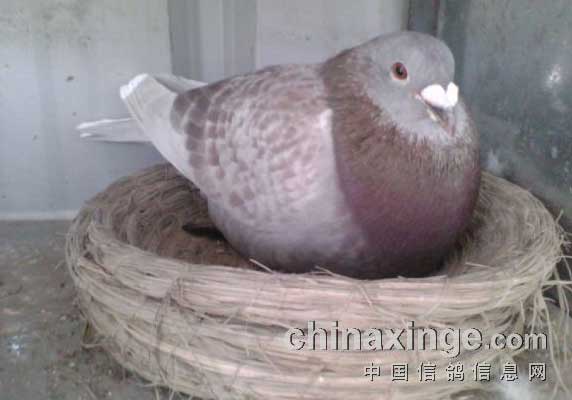 �ϲ���ʯ�壿(ͼ)