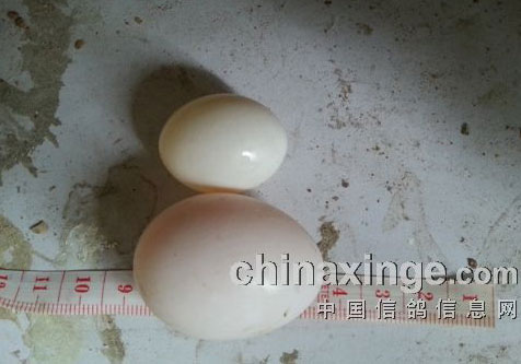 ����С��(ͼ)