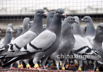 ����������ո�Բ������(ͼ)