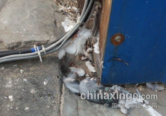 ˭���������(ͼ)