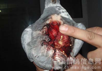 ��ǿ�ĸ���ͼƬ�Ѽ�(ͼ)