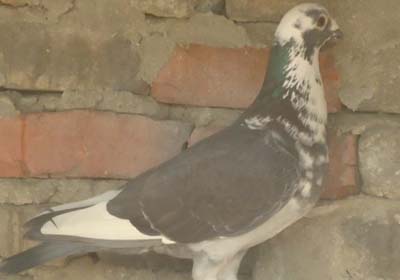 ��Ѫͳ ���Ӵ�(ͼ)