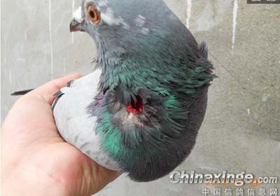 һ���ȱ������׶���ײ�˵�(ͼ)