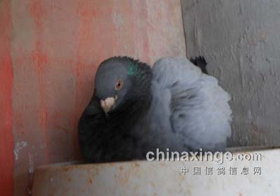 С�Ҹ�Ϊ��������(ͼ)