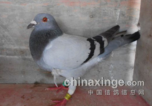 ײ�˸�δ��ӹ��(ͼ)