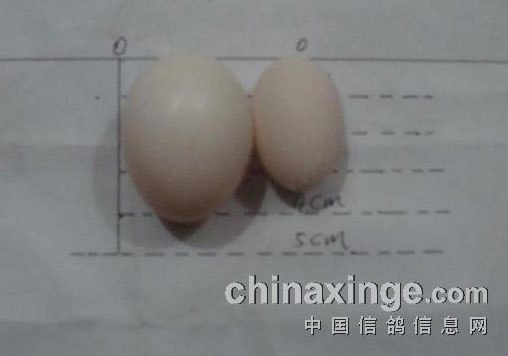 �������ͻ��ε��ĶԱ�(ͼ)