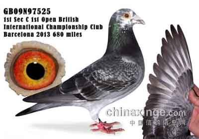 ���ߺ����ƾ������ӵ�����