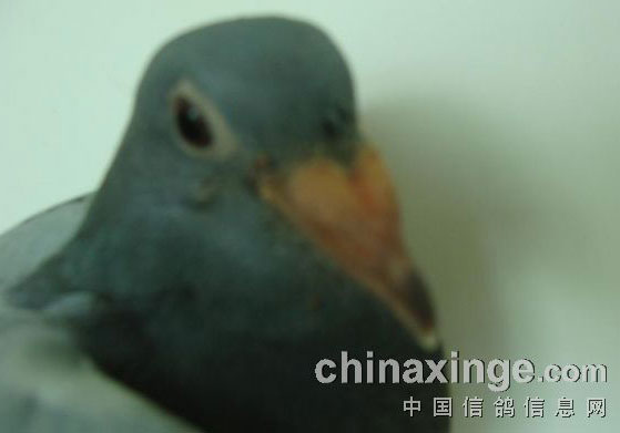 �׸����ѡ����(ͼ)