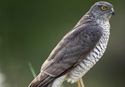 ���������(ͼ)