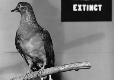 ��ʷ�ϵĽ��죺�ø����(ͼ)