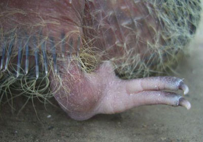 �׸�ſ�ȵ�ԭ����Բ�(ͼ)