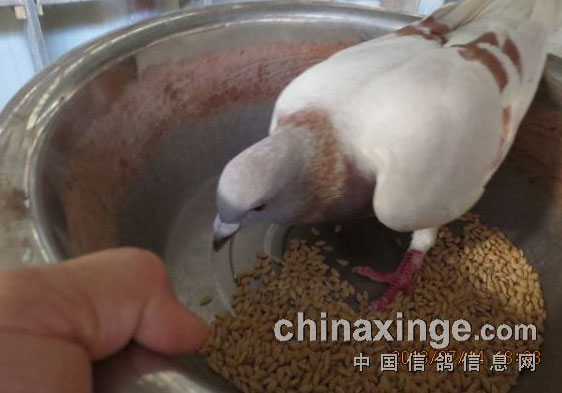 �����һȺ�Ի���(ͼ)