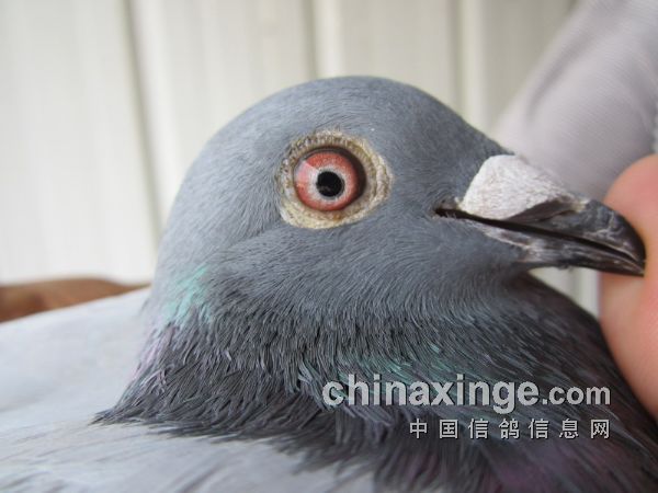 �������������������ǰʮ������(ͼ)