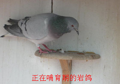 ��־������������Ѫ�������Ҹ�(ͼ)