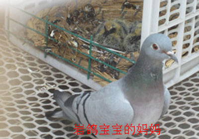 ������������Ѫ���Ҹ뿿��ô��