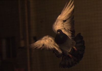 ������ֱ����������